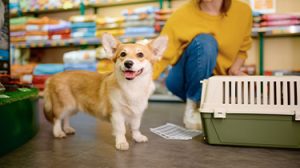 Fur and finance – Tax compliance in animal sales